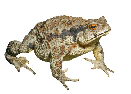 A close up of the toad (Bufo gargarizans). Isolated on white.