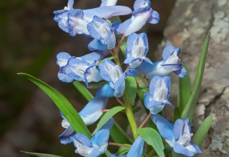 A close up of the blue flowers birthwort (Corydalis). Early spring.の写真素材