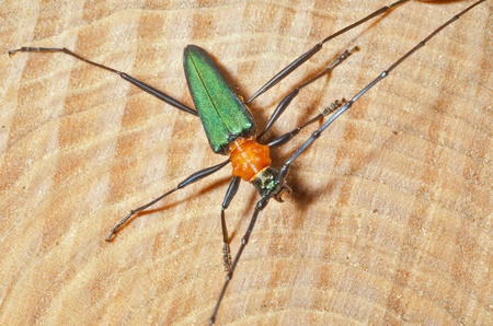A close up of the Capricorn beetle (Chloridolum sieversi) on cut of three.の写真素材