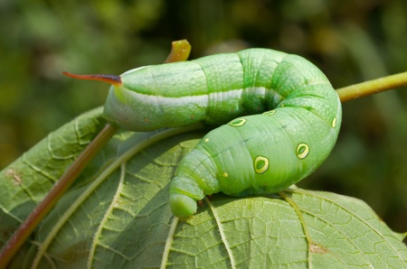 A close up of the caterpillar of hawkmoth on grass.