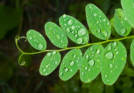 A close up of the leaves with raindrops.