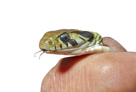 A close up of the head of snake (Rhabdophis tigrina) in hand. Isolated on white.