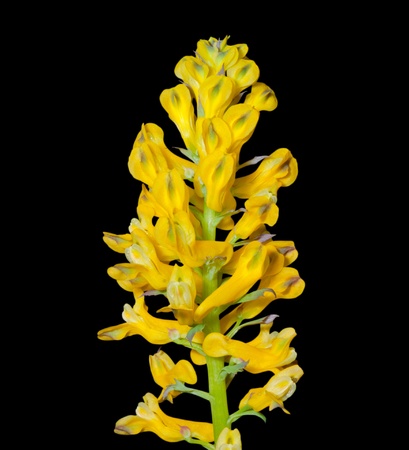 A close up of the yellow flowers birthwort (Corydalis). Isolated on black.の写真素材