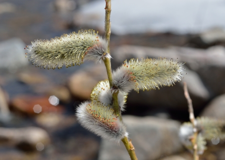 A close up of the blooming osier. Early spring.の写真素材