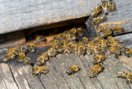 A close up of the bees on hive at hole.の写真素材
