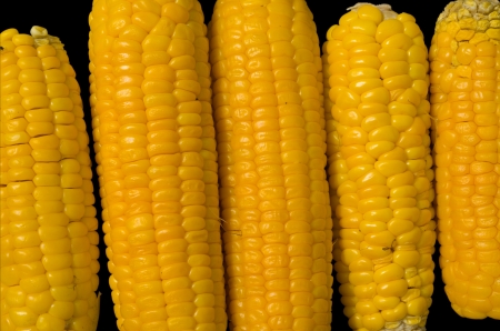 A close up of the corn ears. Isolated on black.