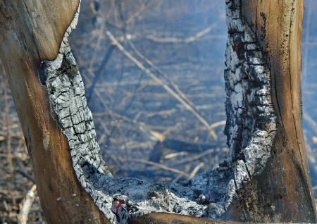 A forest after fire.の写真素材