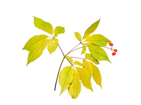 A close up of the most famous medicinal plant ginseng (Panax ginseng). Autumn. Isolated on white.の写真素材