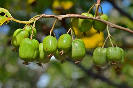 A close up of the berries on Far-East (Actinidia kolomikta).の写真素材