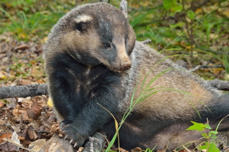 A close up of the badger.の写真素材