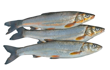 A close up of the fishes (Leuciscus brandti). Isolated on white.