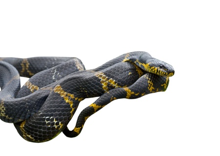 A close up of Schrenck's rat snake (Elaphe schrenckii) on log. Isolated on white.