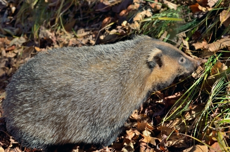 A close up of the badger.の写真素材