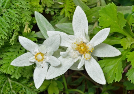 A close up of the flowers edelweiss (Leontopodium pallibinianum).の写真素材
