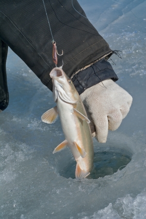 A close up of the fish (Leuciscus brandti) on hook in hole.の写真素材