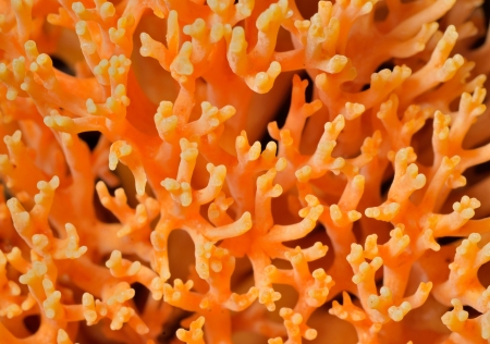 The texture of orange mushroom (Ramaria aurea).の写真素材