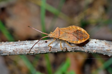 A close up of the yellow bug on twig.の写真素材