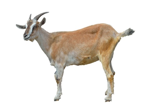 The white and yellow she-goat. Isolated on white.の写真素材