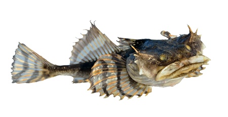 A close up of the small pigfish. Isolated on white.