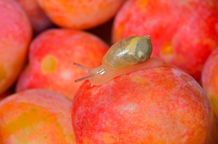 A close up of the snail on plum の写真素材