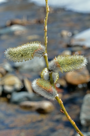 A close up of the blooming osier. Early spring.