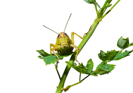 A close up of the grasshopper on grass with drops of dew. Isolated on white.