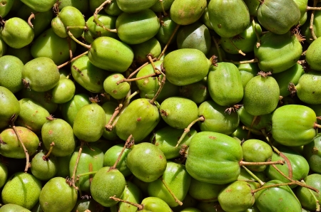 A close up of the berries on Far-East (Actinidia arguta) (hardy kiwi).の写真素材