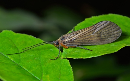 A close up of the insect caddis fly on leaf.の写真素材