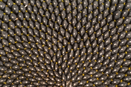 A close up of the seeds in sunflower.の写真素材