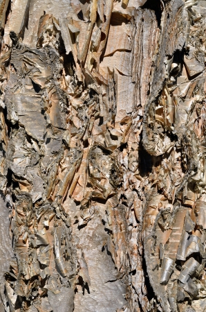 A close up of the bark of yellow birch.の写真素材