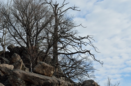 A landscape in mountain taiga: stones and trees.