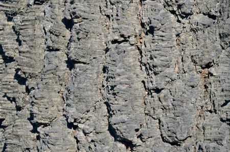 A close up of the bark of old black birch.