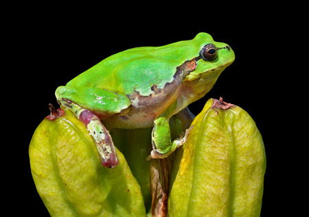 A close up of the hyla (tree toad) (Hyla Japonica). Isolated on black.