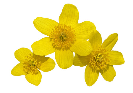 A close up of the flowers of kingcup (Caltha palustris). Isolated on white.の写真素材