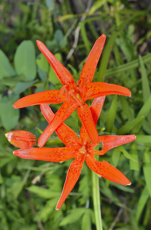 A close up of the flowers of the wild lily (Lilium bushianum).の写真素材