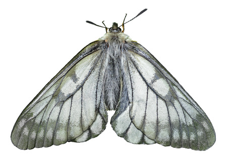 A close up of the white butterfly (Papilio stubendorfi). Isolated on white.の写真素材
