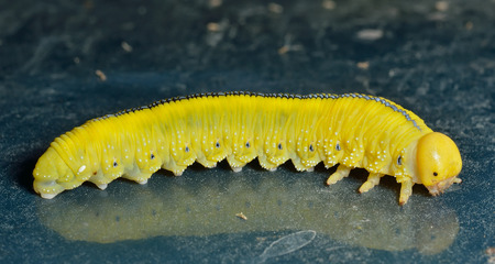 A close up of the yellow larva of sawfly.の写真素材