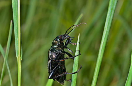 A close up of the beetle carabus (Calosoma) on grass.の写真素材