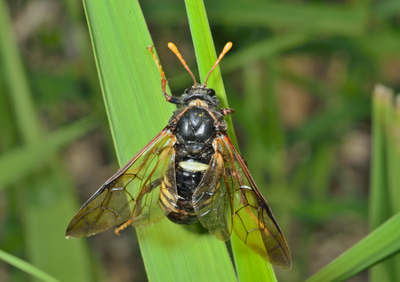 A close up of the insect sawfly (Tenthredinidae) on grass-blade.の写真素材