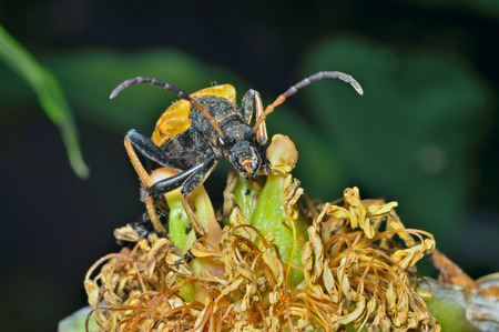 A close up of the capricorn beetle (Brachyta bifasciata) on old flower peony.