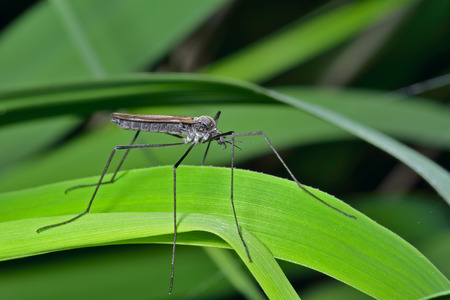 A close up of the insect daddy-long-legs (Tipulidae) on grass-blade.の写真素材