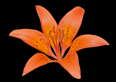 A close up of the flower of wild lily (Lilium pensylvanicum). Izolated on black.の写真素材