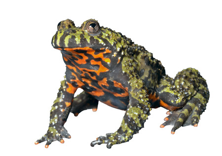 A close up of the frog (Far-eastern Fire-bellied Toad) (Bombina orientalis). Isolated on white.の写真素材