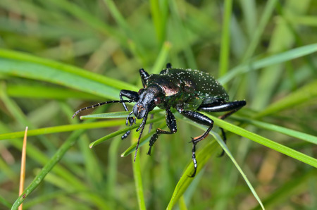 A close up of the beetle carabus (Calosoma) on grass.の写真素材