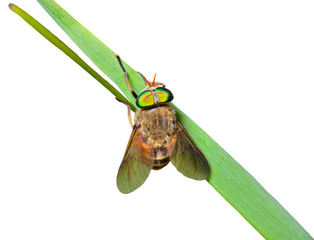 A close up of the fly on grass-blade. Isolated on white.の写真素材