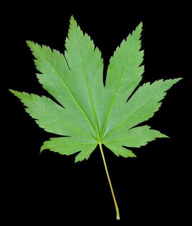A close up of the green leaf of maple. Isolated on black.の写真素材