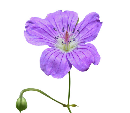 A close up of the wildflower geranium. Isolated on white.の写真素材