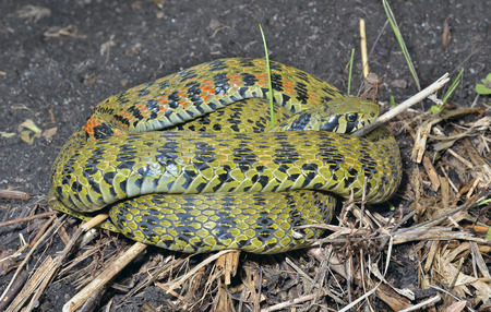 A close up of the snake (Rhabdophis tigrina).