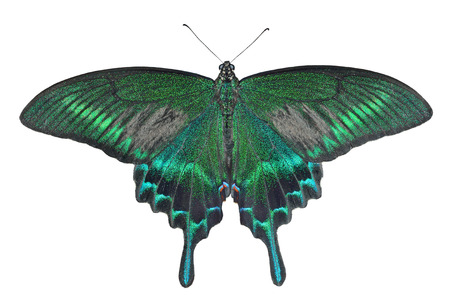 A close up of the butterfly Maackâs swallowtail (Papilio maackii). Isolated on white.の写真素材