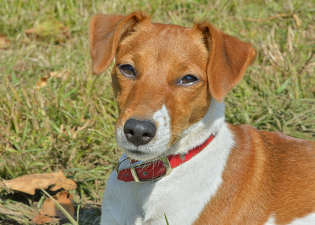 A close up of the Parson Russel terrier.